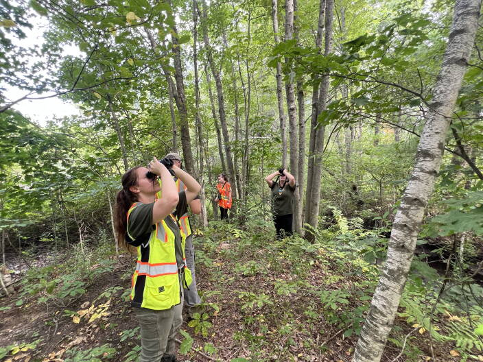Destructive Asian longhorned beetle is eradicated in Shrewsbury, state officials say