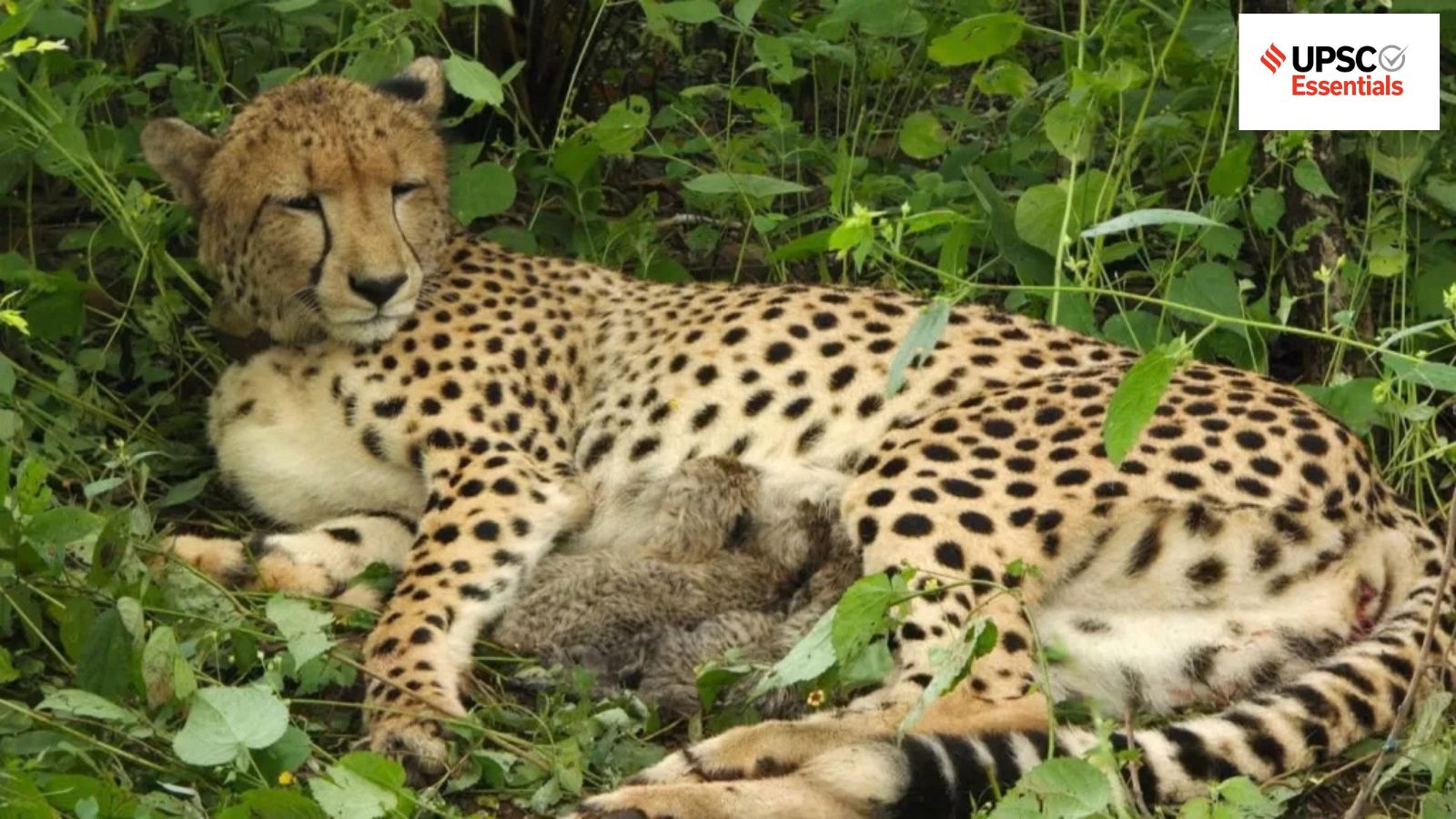 UPSC Essentials daily subject quiz : Environment and Geography MCQs on Project Cheetah, functions of the National Green Tribunal (Week 180)