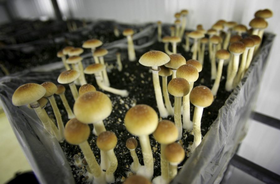 Oregon psilocybin workers warn OHA fee hikes will 'collapse' program