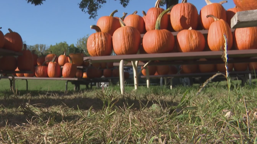 Pumpkin patches, corn mazes and apple picking? The fall fun doesn't stop in NE Ohio