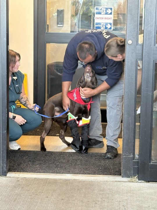 'PAWSITIVE NEWS!': K-9 Bruno released from hospital after jumping from overpass