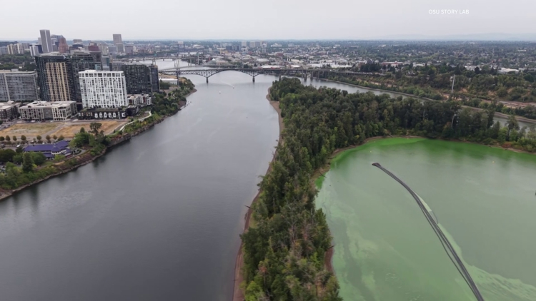 ‘This is a solvable problem’: Extreme Ross Island algae bloom could help find a fix