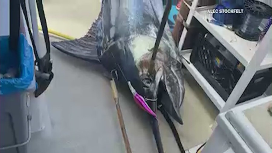 Southern California fishermen hook record-setting 648-pound blue marlin