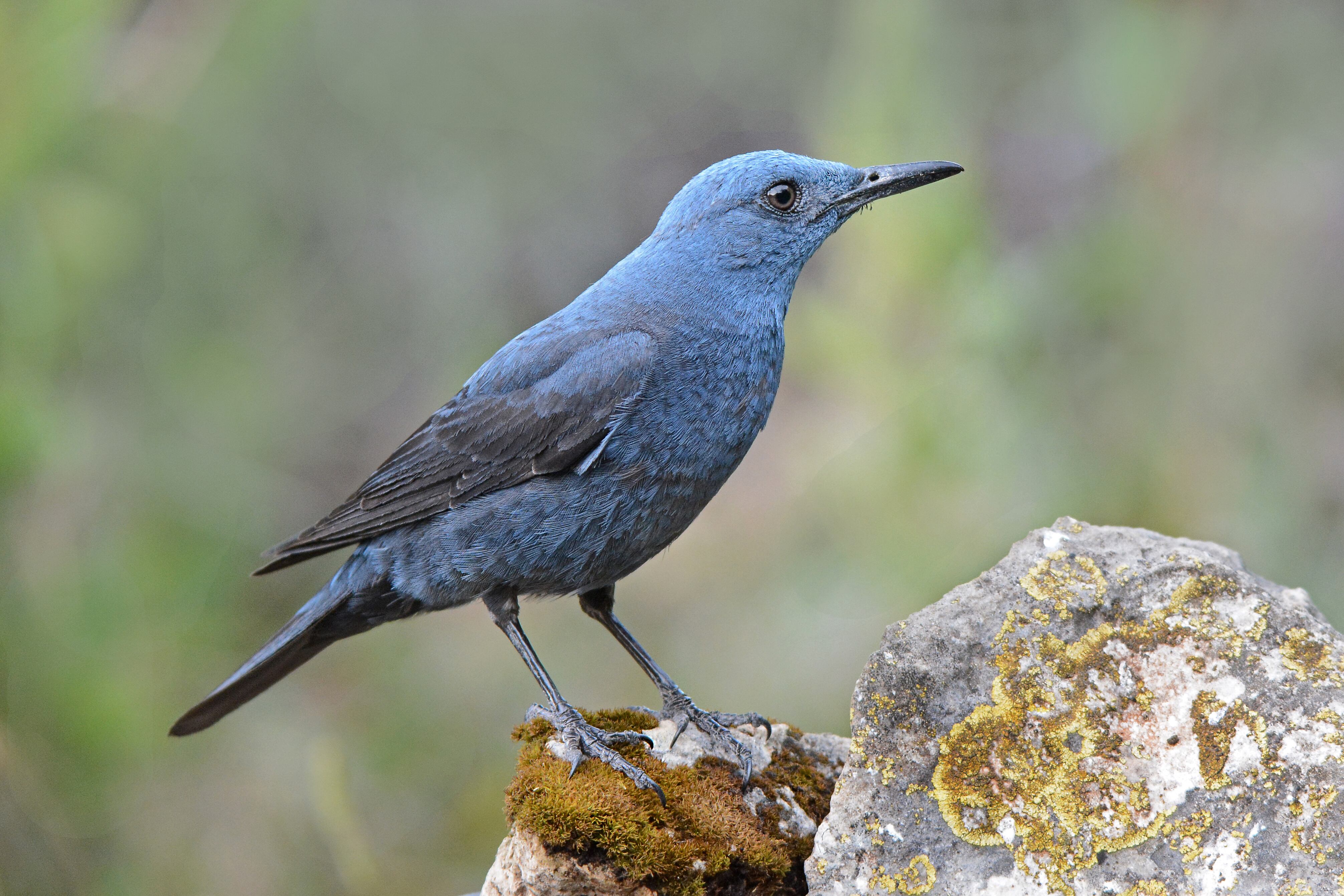 Rare blue rock thrush spotted in Portland area