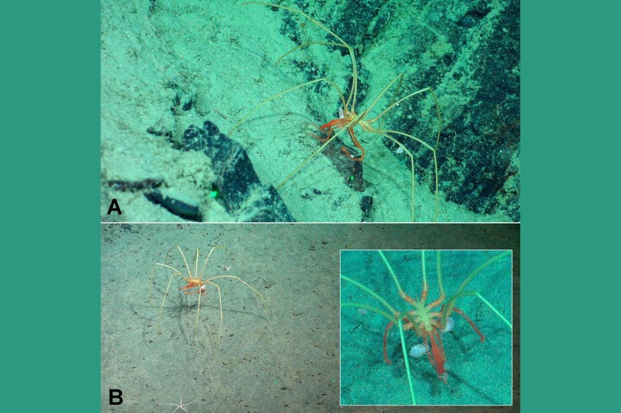 These Deep Sea Denizens Use Giant Sea Spiders as Ubers