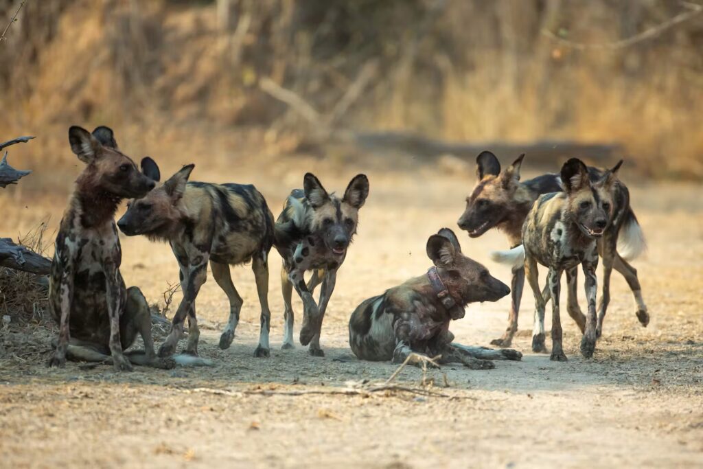 The 4,126-kilometre journey of three African wild dogs