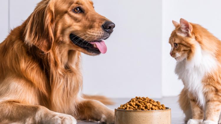 A bag of pet food could keep a San Antonio family together as shelter pantry runs low