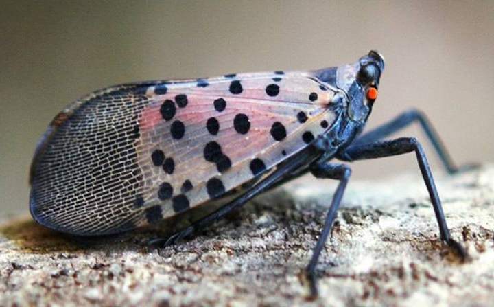 This invasive species has just been found in Canada for the 1st time