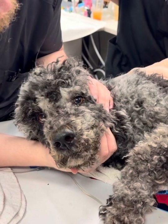 Emaciated poodle crawling with maggots found behind Tampa assisted living facility