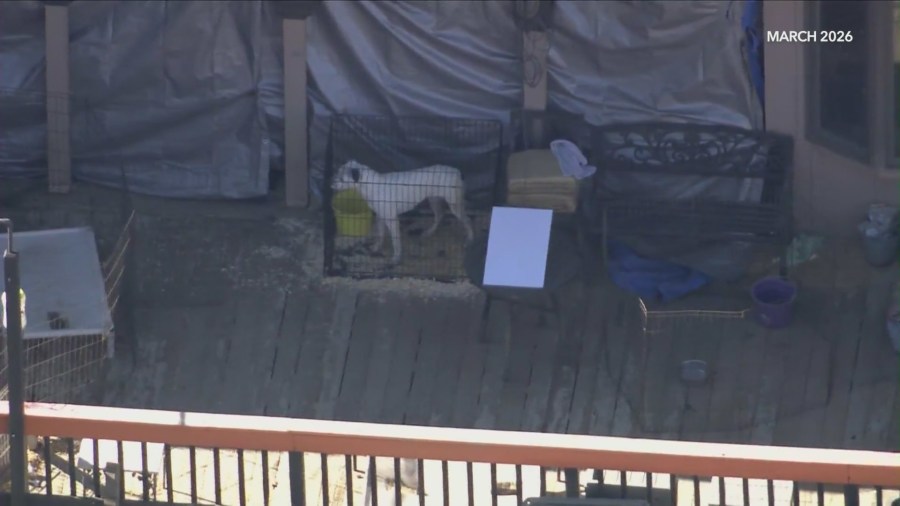 Rescue owner charged after over 300 animals found in 'inhumane' conditions during raid