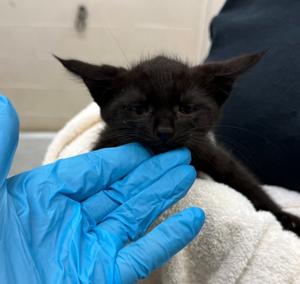 Meet : Pet of the Day