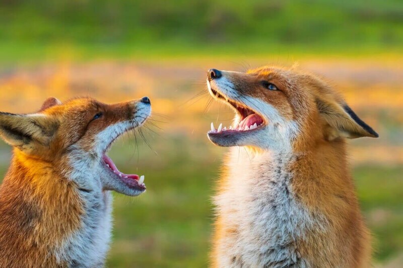 Firefox 156 arrives with a forest of forks in its wake