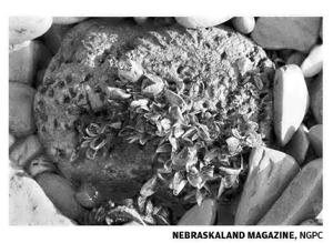 Invasive zebra mussels discovered in a Bellevue pond