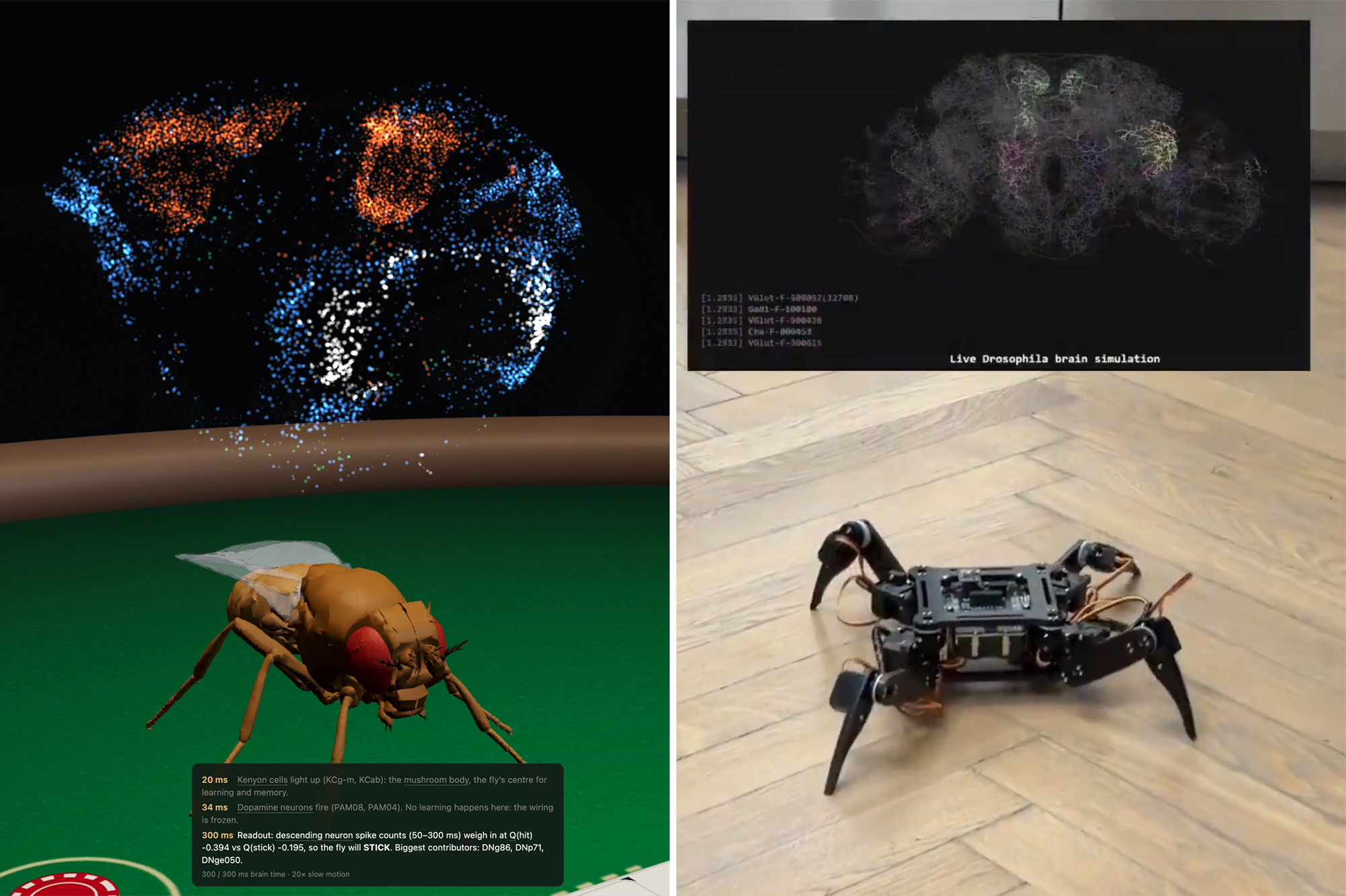 Fruit fly beats advanced AI at chess in just 11 moves — and that’s just the start
