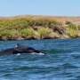 A humpback whale was spotted in a California river, 60 miles from its Pacific Ocean home