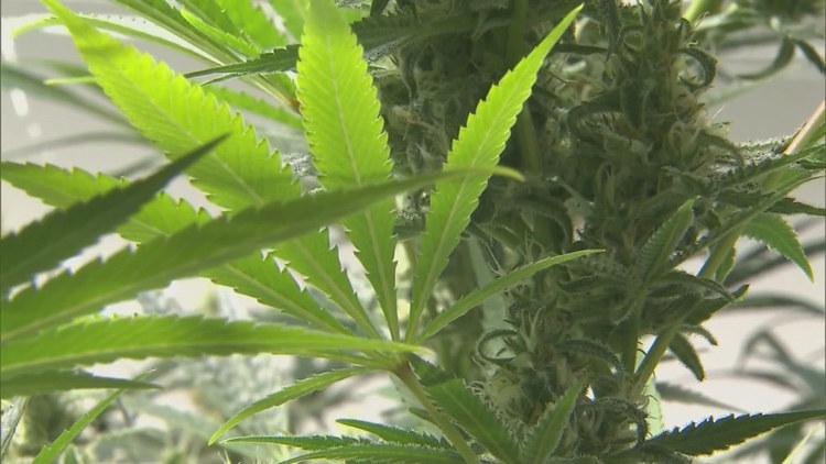 Texas cannabis companies are in a legal turf war over who can sell THC in the state