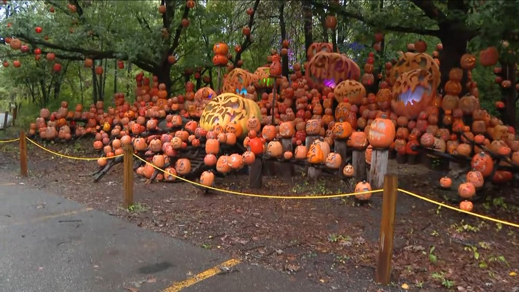 Jack-O-Lantern Spectacular lights up the Minnesota Zoo once again this fall