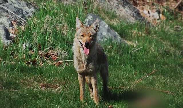 Coyote eyed toddler, bit man in the Merrimack Valley, police say