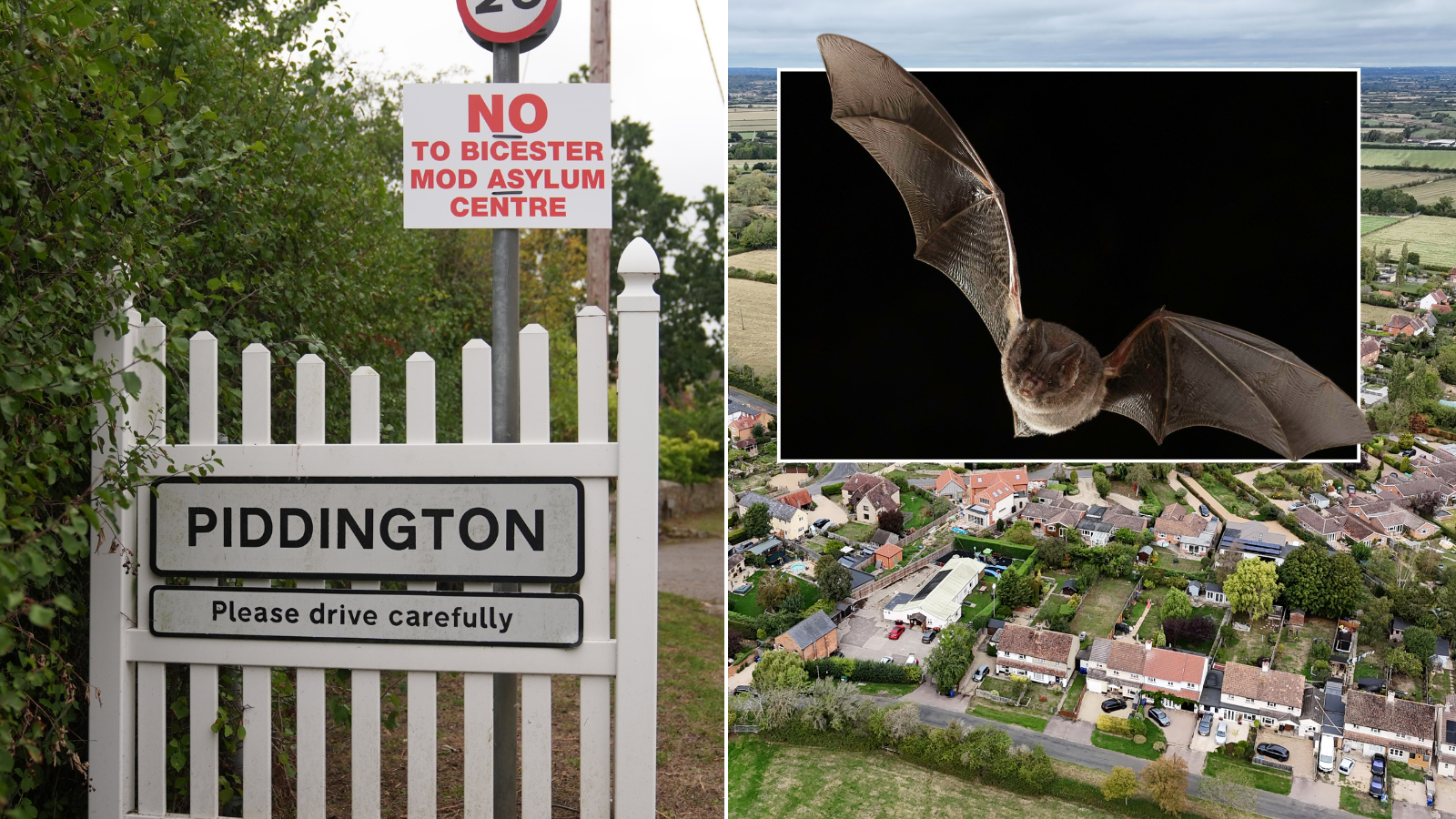 Home Office accused of disturbing rare nesting bats at proposed asylum seeker site