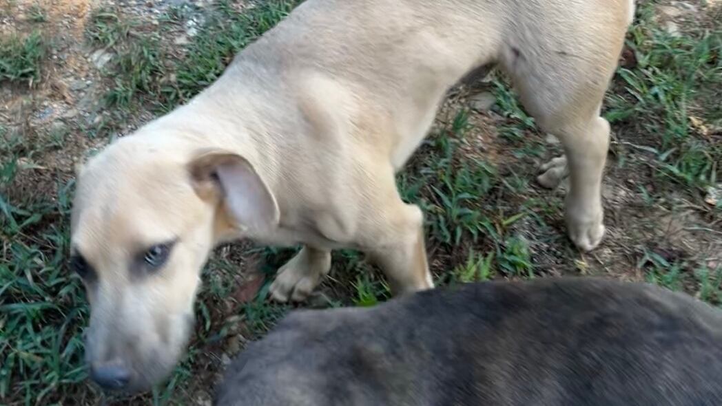 Rescue group seeking answers after 7 puppies shot, 2 killed