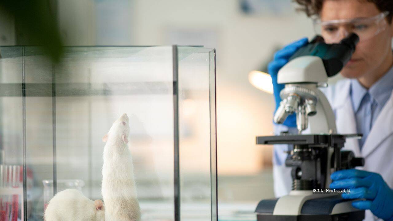 Human brain tissue grew to fill over 90% of missing cortex in mice