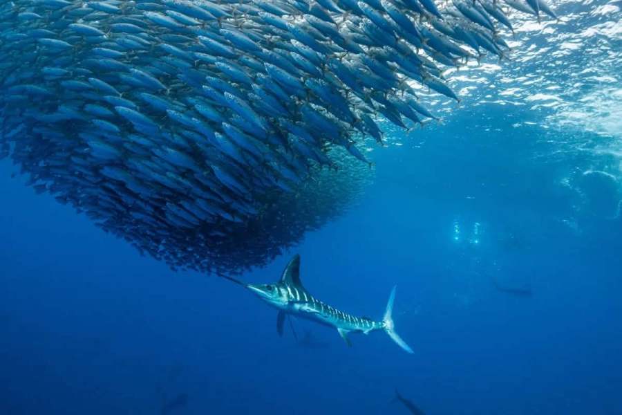 Can you keep rare, warm-water fish caught in California during an El Niño year?
