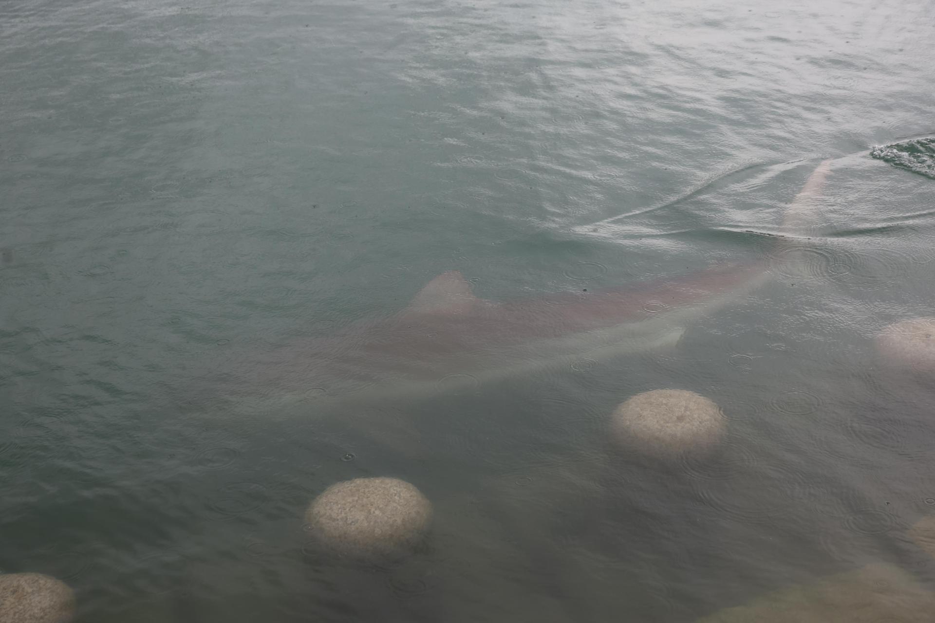 Shark sightings draw crowds at Busan's North Port