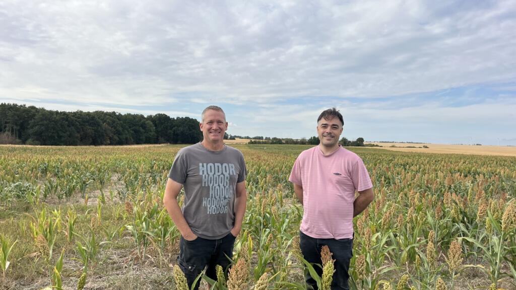 French cereal farmers experiment with African sorghum to beat the heat