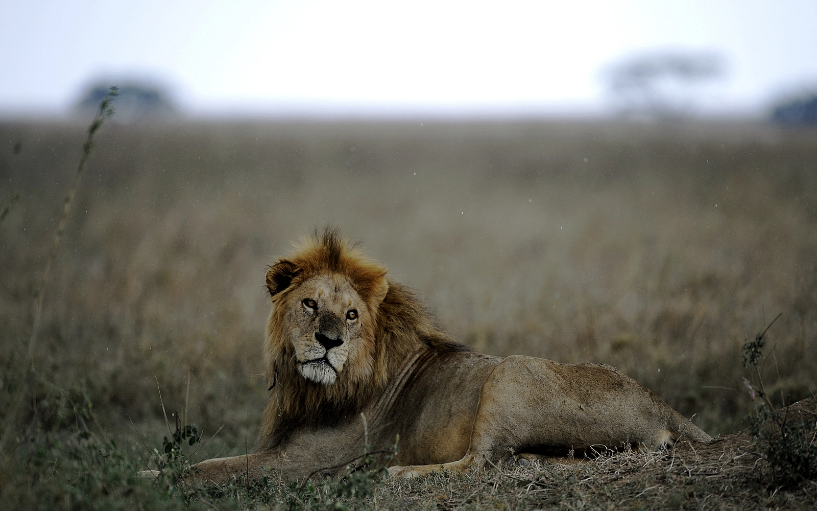 Ten lions die in suspected poisoning at Tanzania’s wildlife reserve