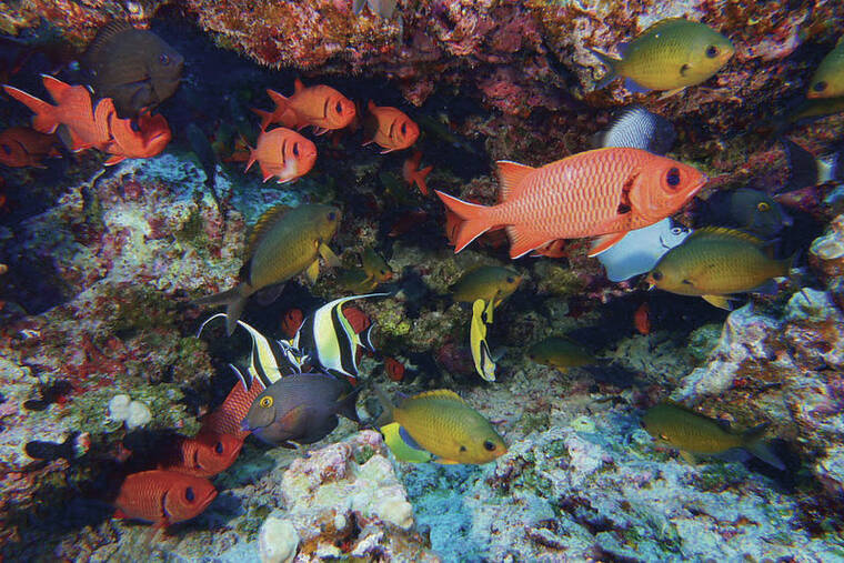 Column: Don’t open marine sanctuary to fishing