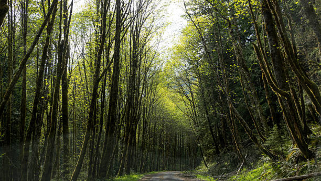 New Oregon bill would return 18,626 forest acres to Grand Ronde tribe