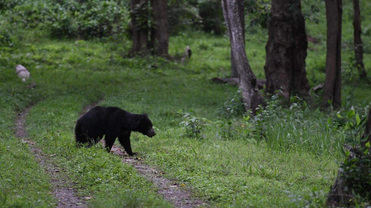 Awareness meeting to limit human-sloth bear interactions in Nilgiris held