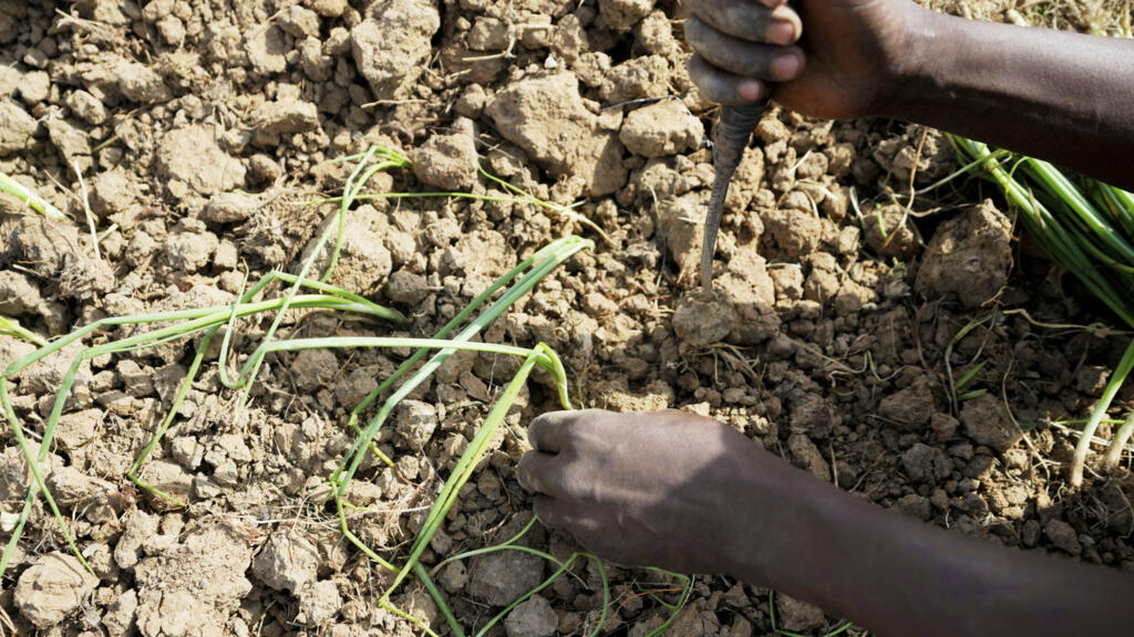 Nigeria's onion dispute with Ghana tests West African free trade