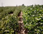 US environment agency let Bayer pick regulations for destructive weedkiller, documents show