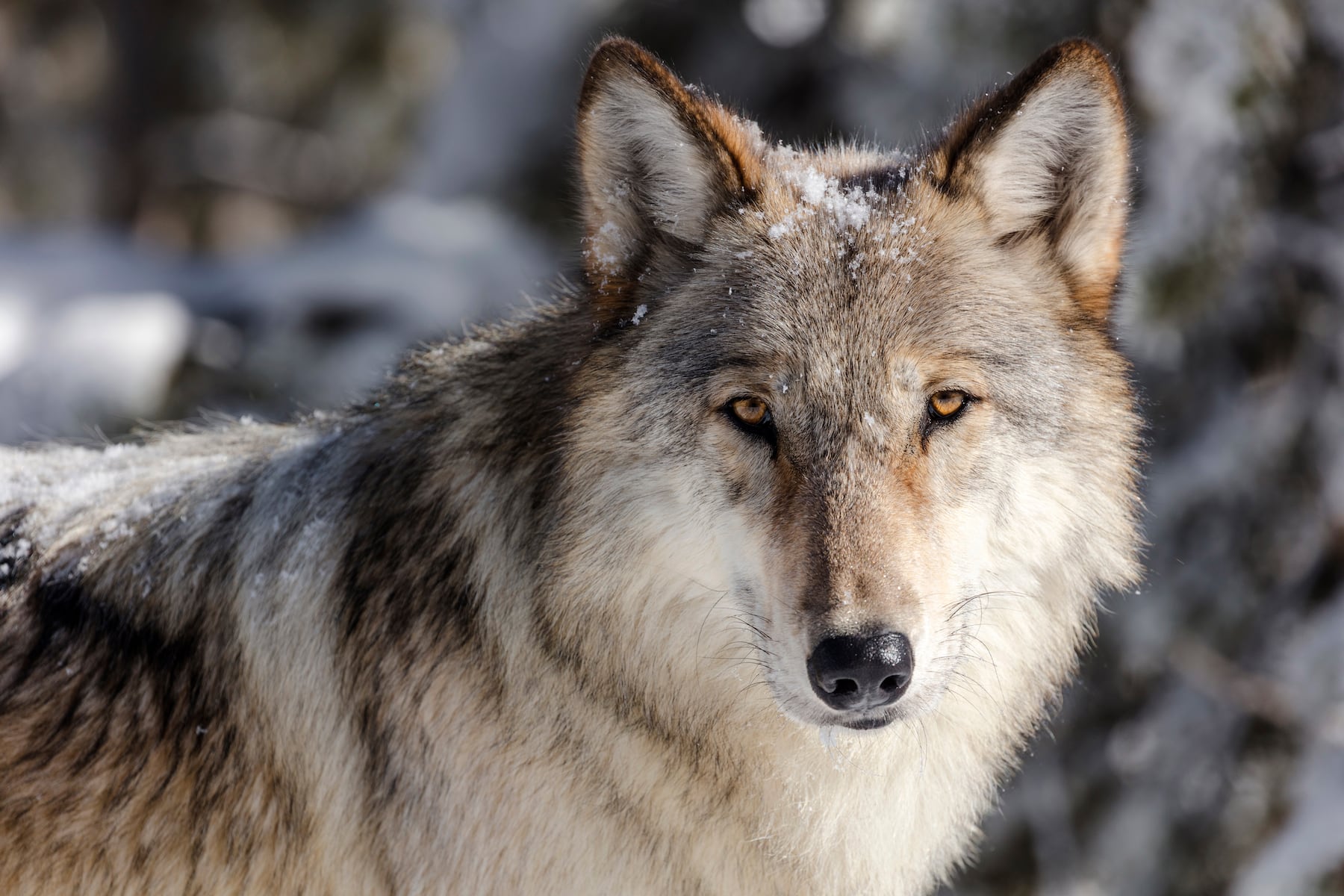 ‘Cry Wolf’: Scientists using AI to figure out what wolves are saying