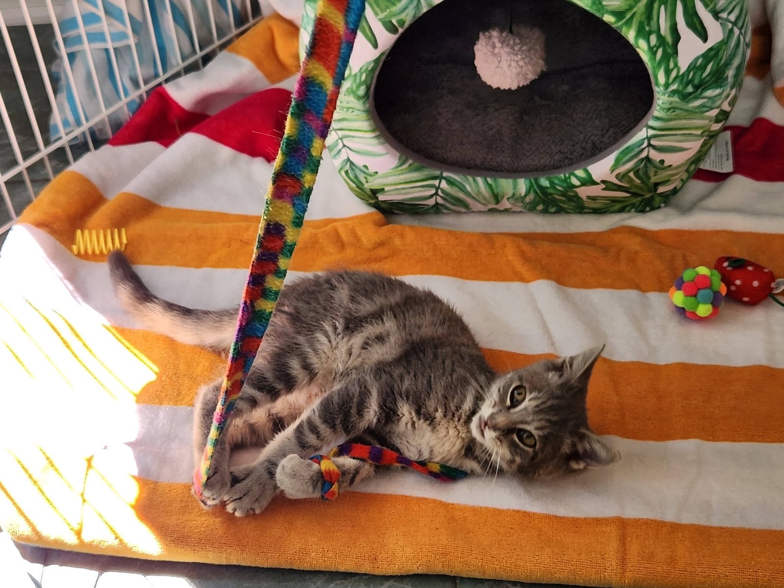 N.J. kitten's 800-mile road trip hidden in a car bumper ends in a surprise