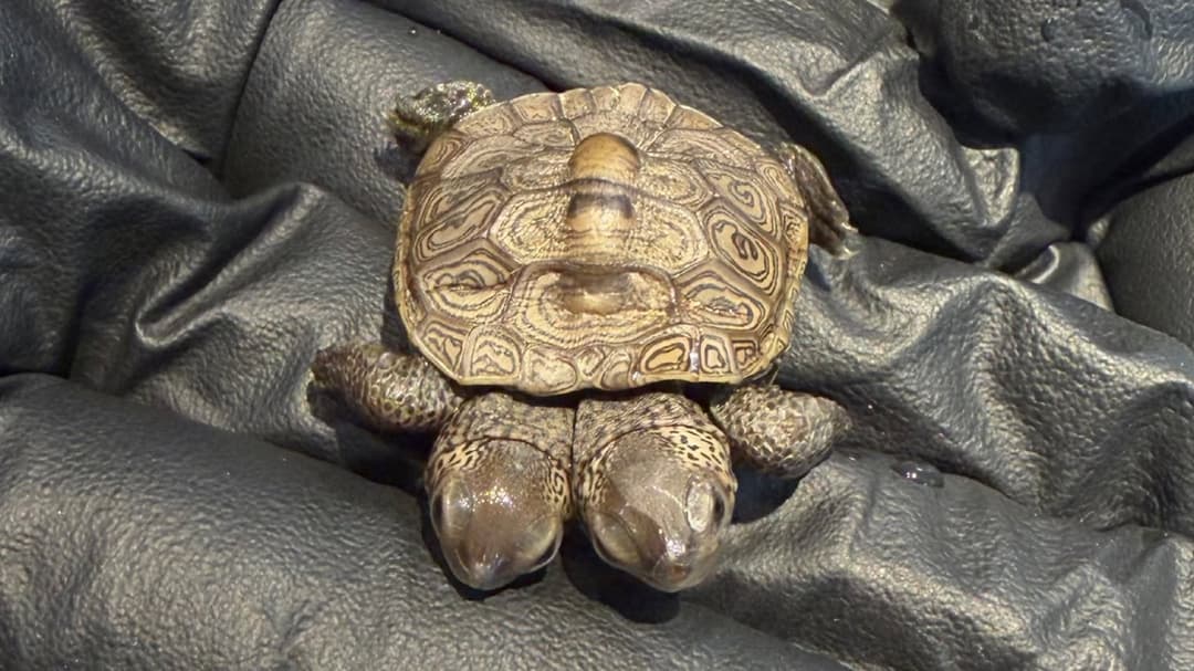 Wildlife experts discover rare two-headed turtle on Cape Cod
