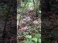 The rescue opossum just can't stop playing possum.