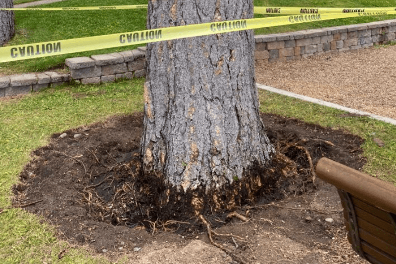$147,000 reward offered to catch tree poisoner at Lake Tahoe beach
