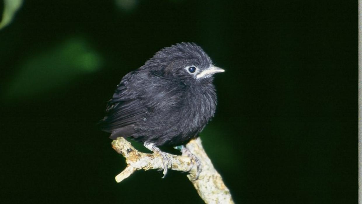 Black robin bucks shy tag to take Bird of the Year 2026
