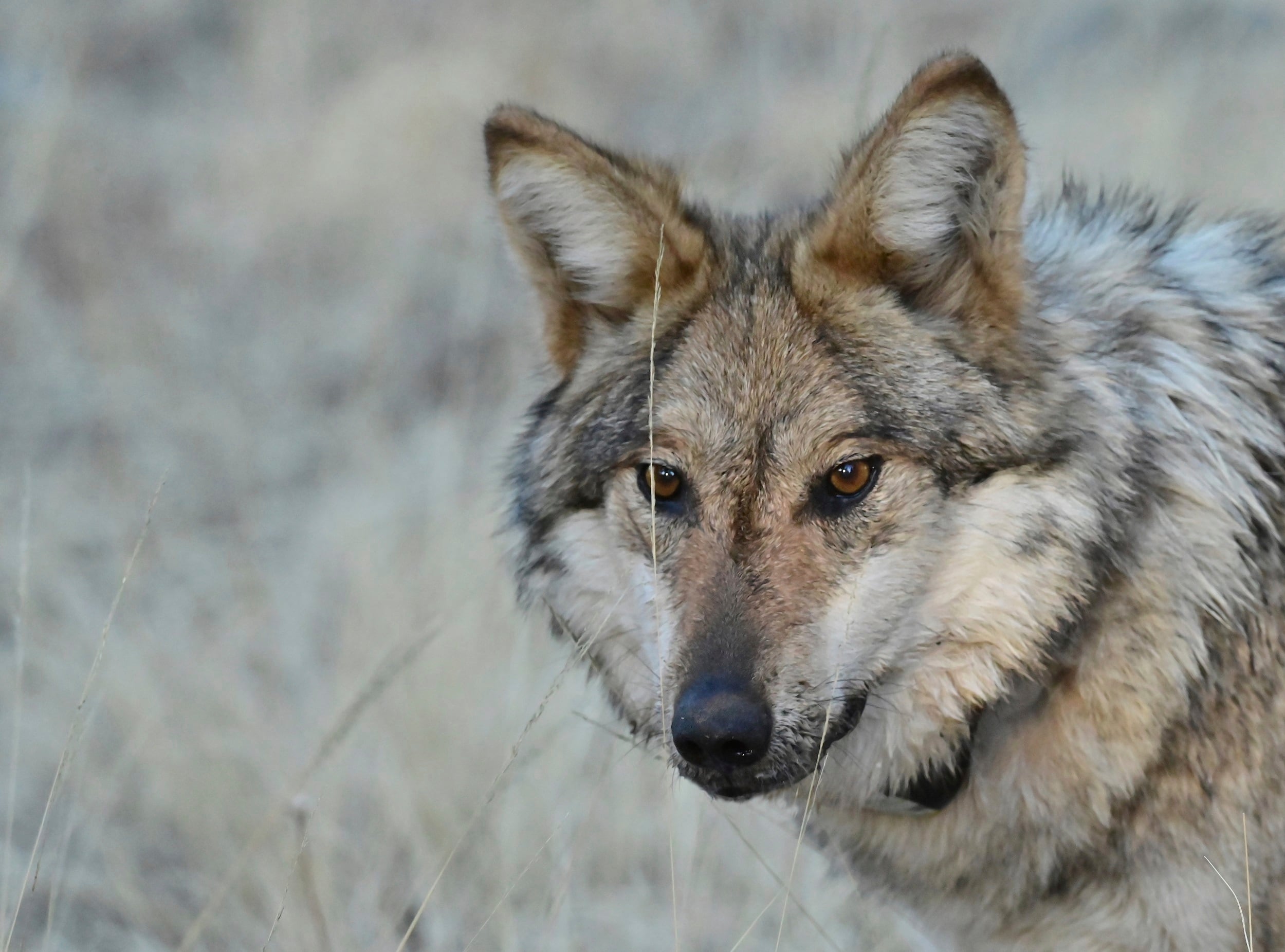 Trump order could strip endangered status from Mexican gray wolf