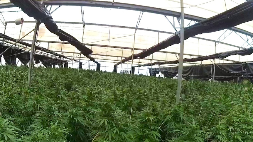Two jailed in Victoria over cannabis haul worth over $22 million