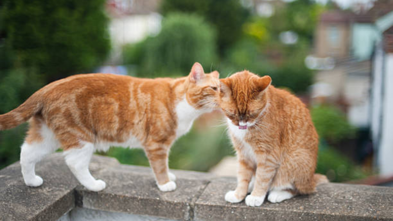 Cats may have their own chemical ID cards, study finds