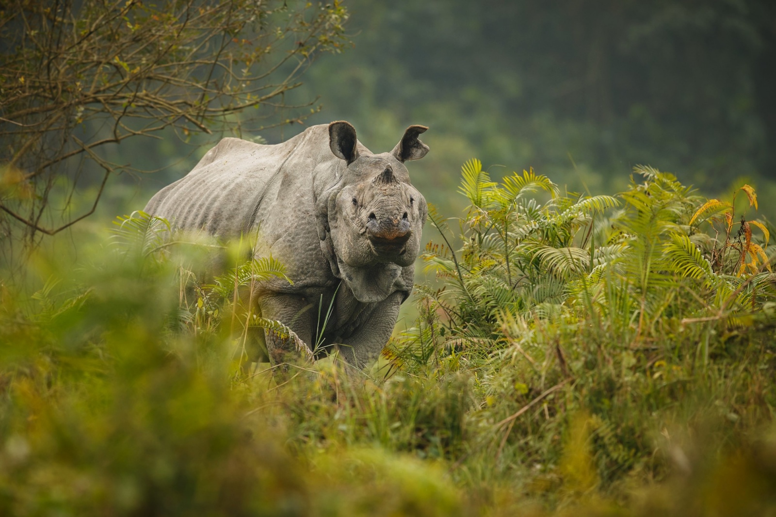 Why protecting grasslands is central to protecting rhinos