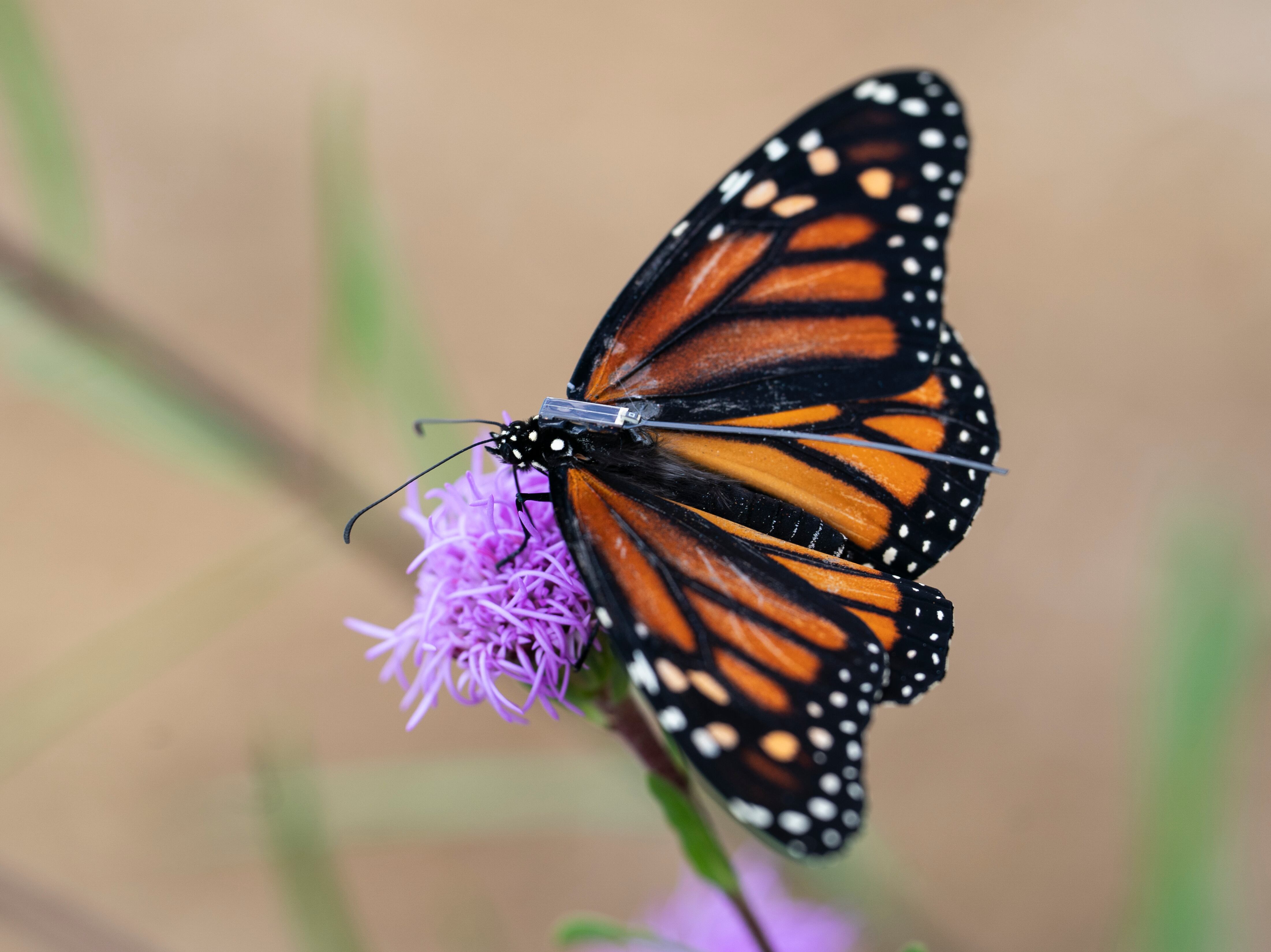 Pacific Northwest monarch butterflies are migrating south. You can watch them on an app