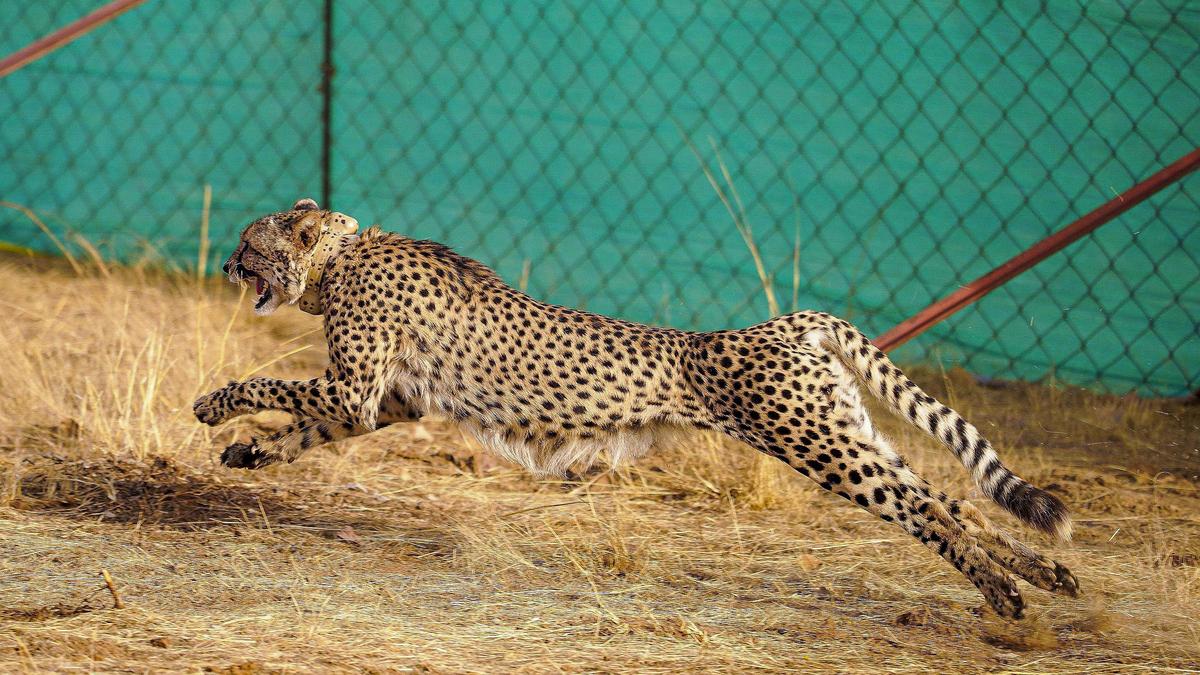 Namibian cheetah dies in M.P.'s Kuno National Park during treatment