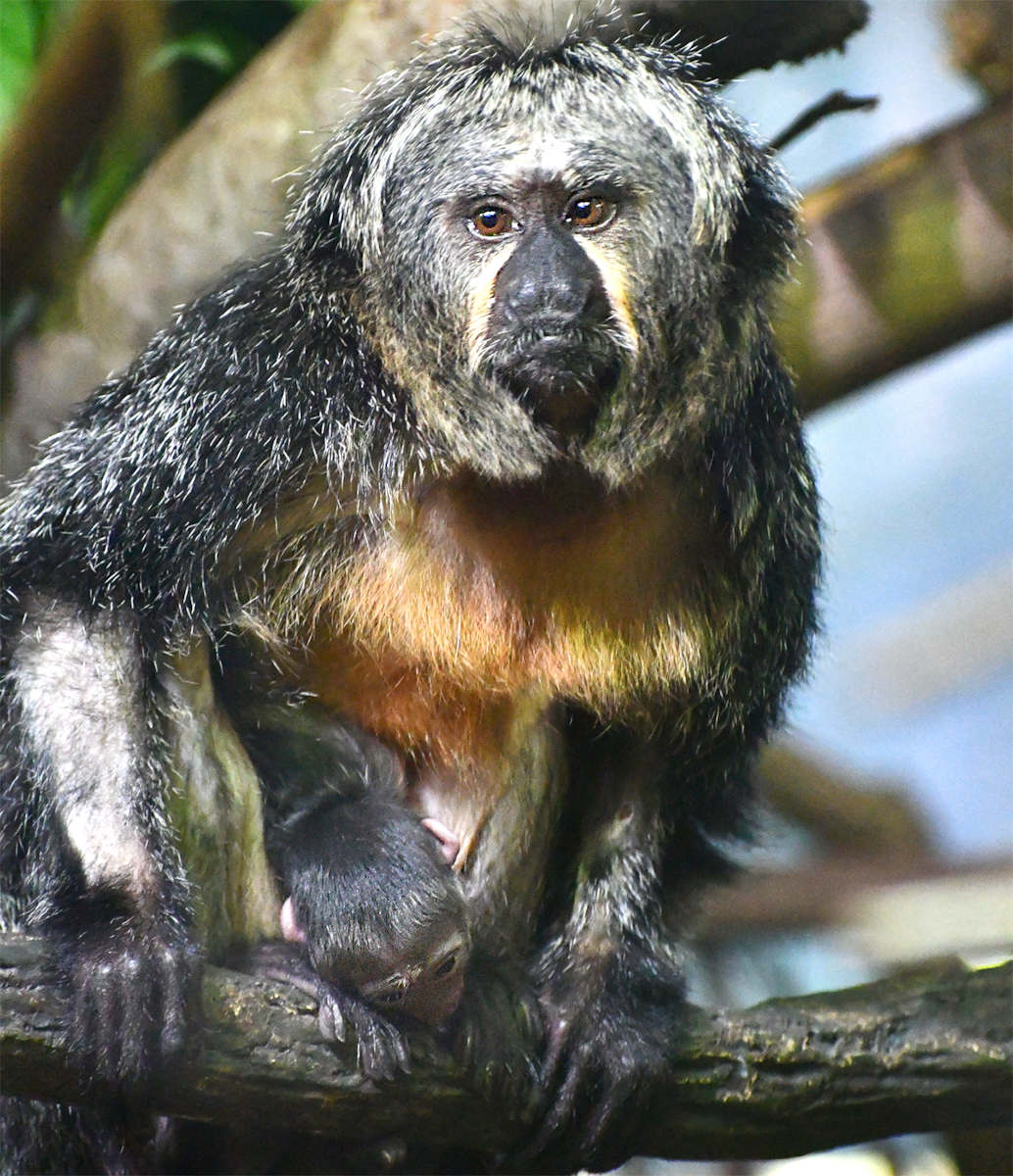 Akron Zoo announces birth of white-faced saki monkey