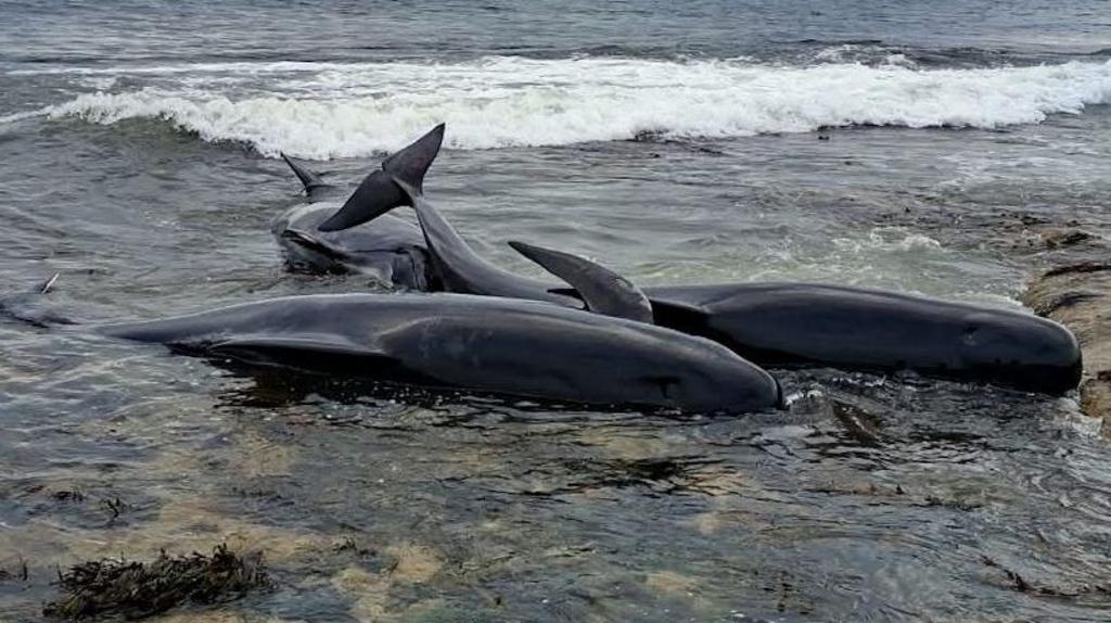 Two pilot whales dead after mass stranding