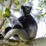 Lemur uses opera singer's trick to belt out forest songs