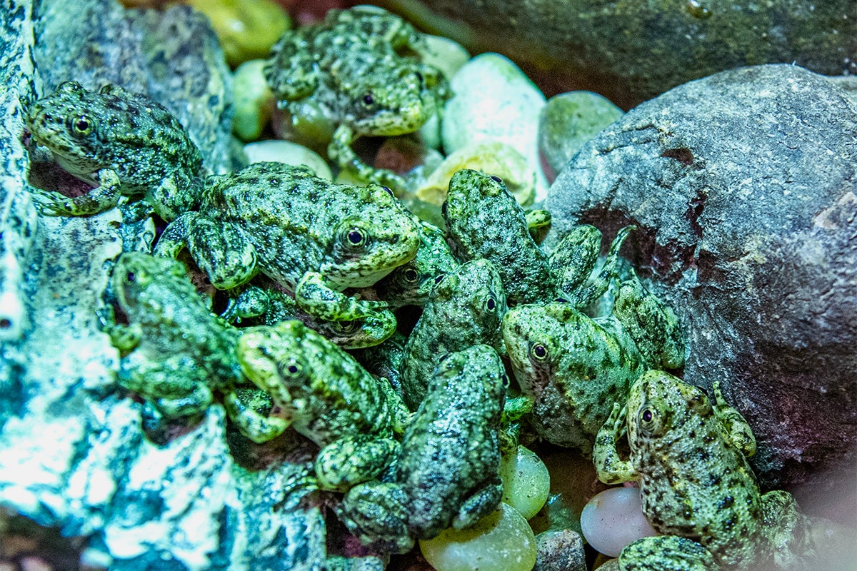 A California frog is on the brink of extinction. Long Beach’s aquarium has a plan to save it